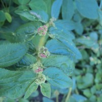 Euphorbia hirta L.